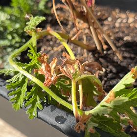 Photo of the plant species Citronella (anti-mosquito plant) by @UncommonJade8 named Citro-B on Greg, the plant care app