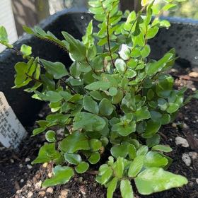 Photo of the plant species Sickle Fern by @UncommonJade8 named Sickleman on Greg, the plant care app