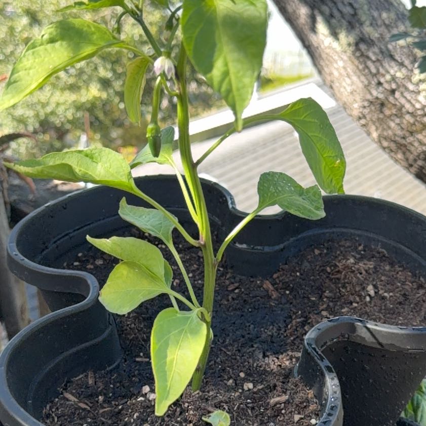 Photo of the plant species Jalapeño Pepper by @UncommonJade8 named Peeno on Greg, the plant care app