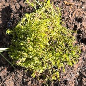 Photo of the plant species Broom Forkmoss by @FearlessRedfir named ChloroPhil on Greg, the plant care app