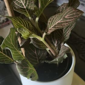 Photo of the plant species Red Anne Nerve Plant by @ChampFantasy95 named Sol on Greg, the plant care app