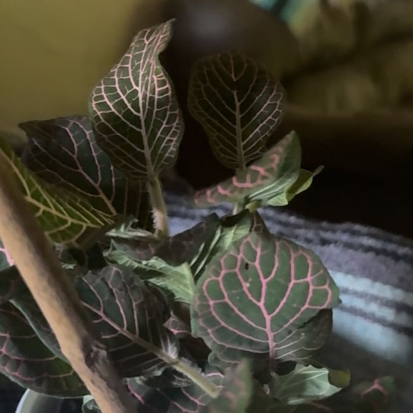 Photo of the plant species Pink Nerve Plant by @ChampFantasy95 named Doja Cat on Greg, the plant care app