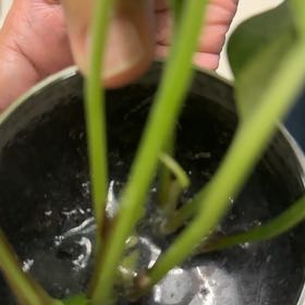 Photo of the plant species American Water Plantain by @ChampFantasy95 named Sigmund on Greg, the plant care app