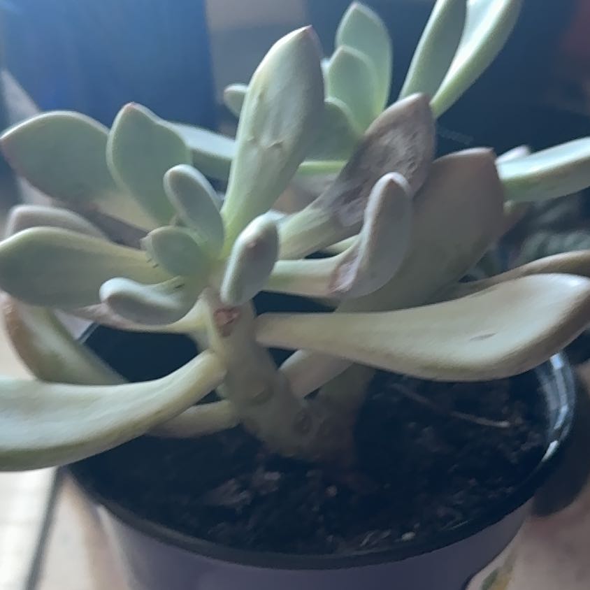 Photo of the plant species Pachyveria 'Blue Jasper' by @GemFord60 named Khaleesi on Greg, the plant care app