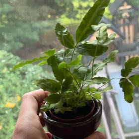 Photo of the plant species Brake Fern by @GladCordmoss27 named Prince on Greg, the plant care app