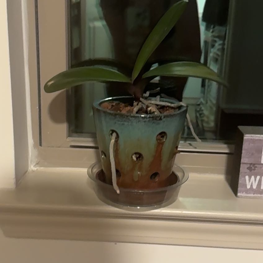 Photo of the plant species Orchid by @LadyGreen94 named Leaf Erickson on Greg, the plant care app