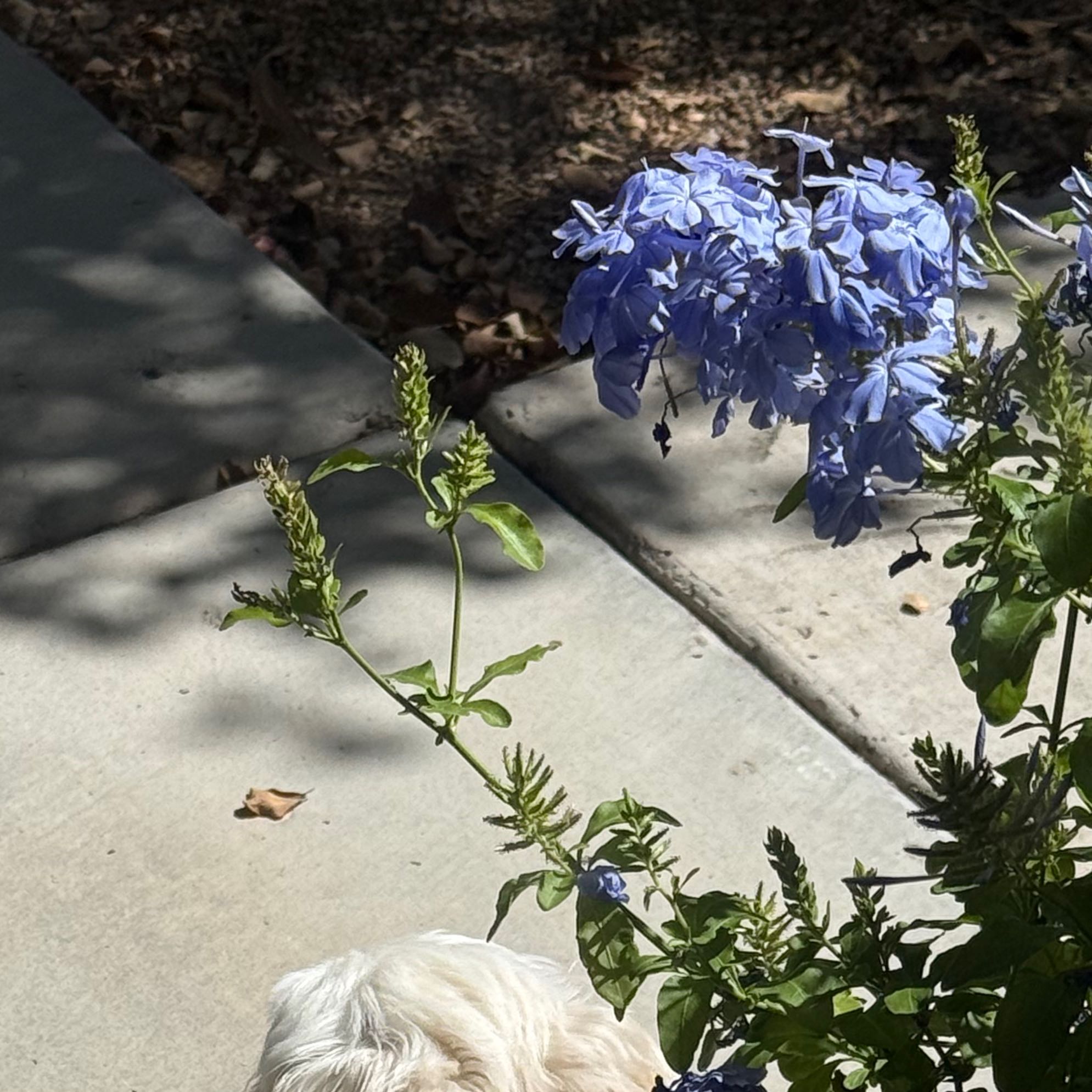 Photo of the plant species Blue Plumbago by @SavantSaguaro24 named Bluey on Greg, the plant care app