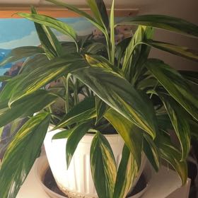 Photo of the plant species Epipremnum amplissimum 'Silver' by @AwesomeCosmo23 named Mollie on Greg, the plant care app
