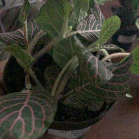 Photo of the plant species Red Anne Nerve Plant by @MarvelLantana39 named Achilles on Greg, the plant care app