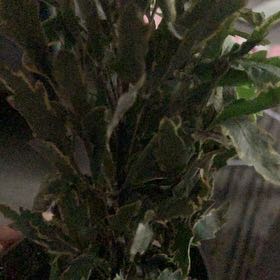 Photo of the plant species Plerandra costata by @MarvelLantana39 named Miley on Greg, the plant care app