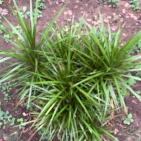 Photo of the plant species Big Blue Lilyturf by @FormallyMint43 named Sproutacus on Greg, the plant care app