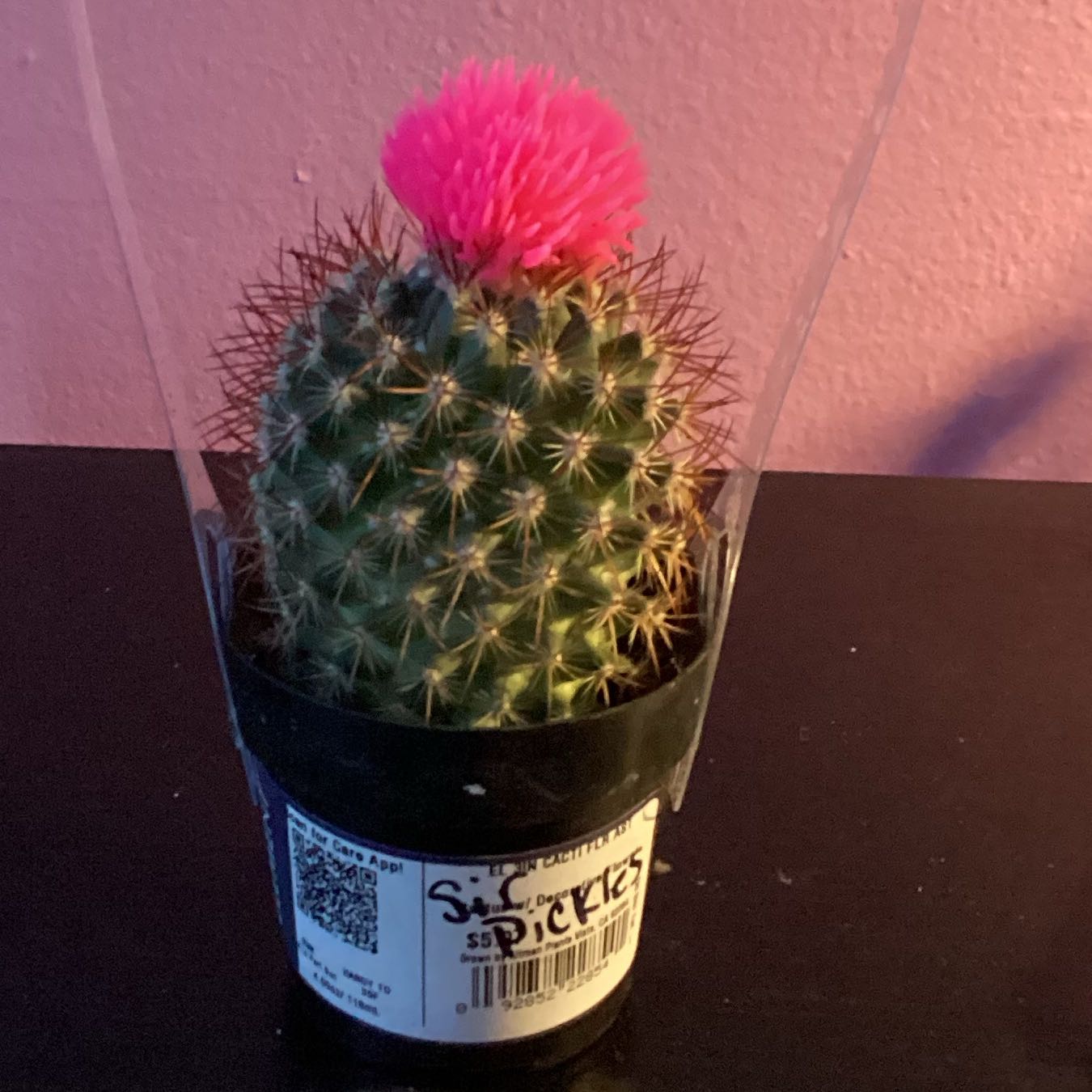 Photo of the plant species Mammillaria Melanocentra by @TrueBunyapine37 named Sir pickles on Greg, the plant care app