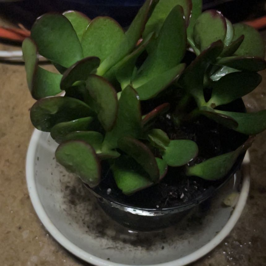 Photo of the plant species Jade Plant by @CertainBasil23 named Leaf Erickson on Greg, the plant care app