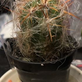 Photo of the plant species Old Man of the Andes by @CertainBasil23 named Bigleef Smalls on Greg, the plant care app