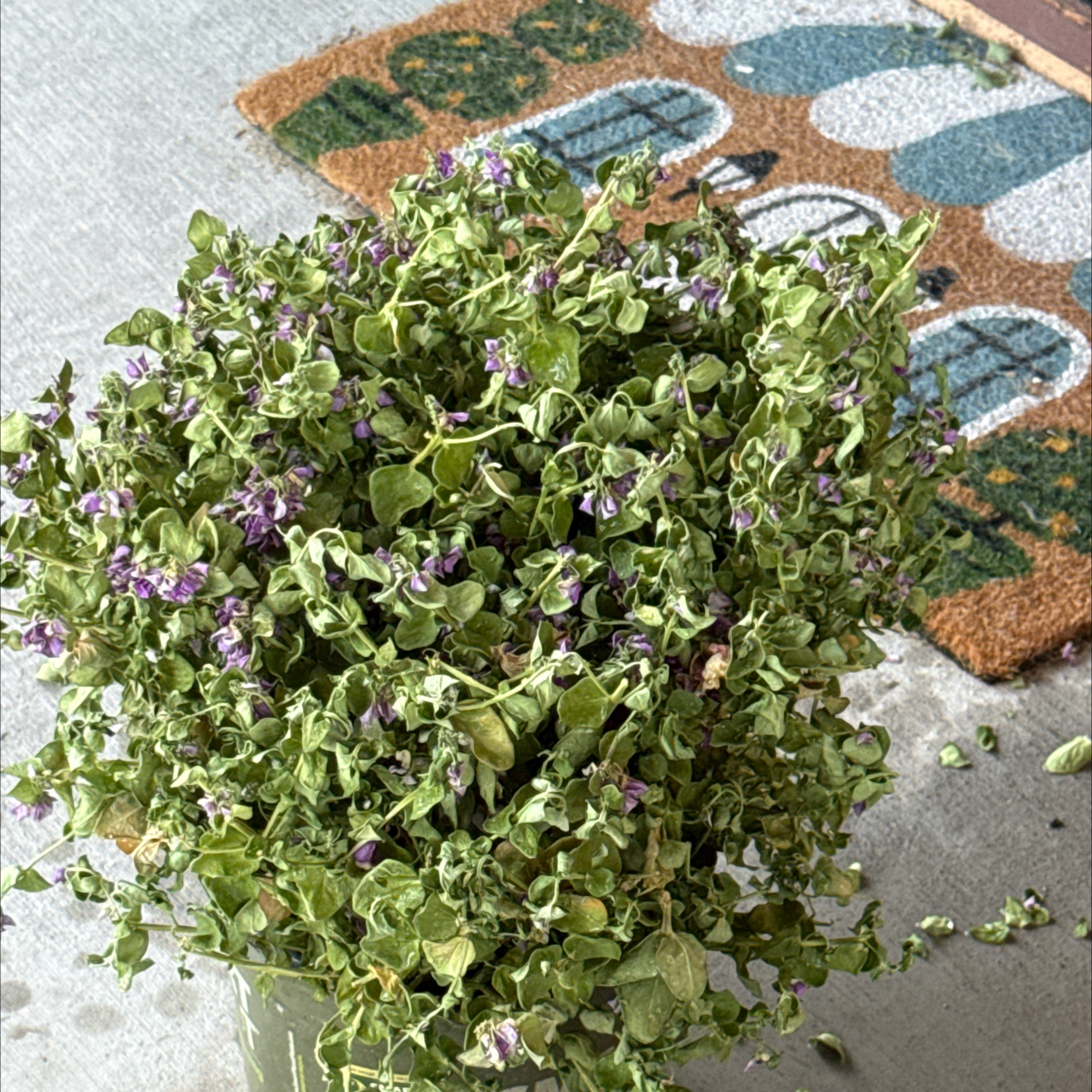 Photo of the plant species Sweet Pea Bush by @MiraculousRye98 named Walt on Greg, the plant care app