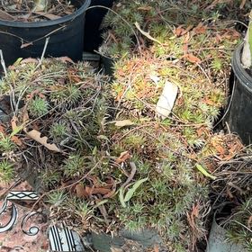 Photo of the plant species American Common Juniper by @LitheCatnip81 named Einstein on Greg, the plant care app
