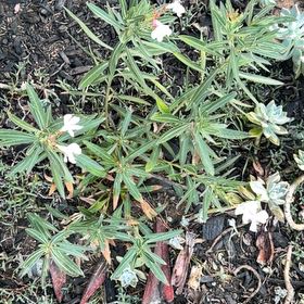 Photo of the plant species Oleander by @LitheCatnip81 named Huckleberry Fern on Greg, the plant care app