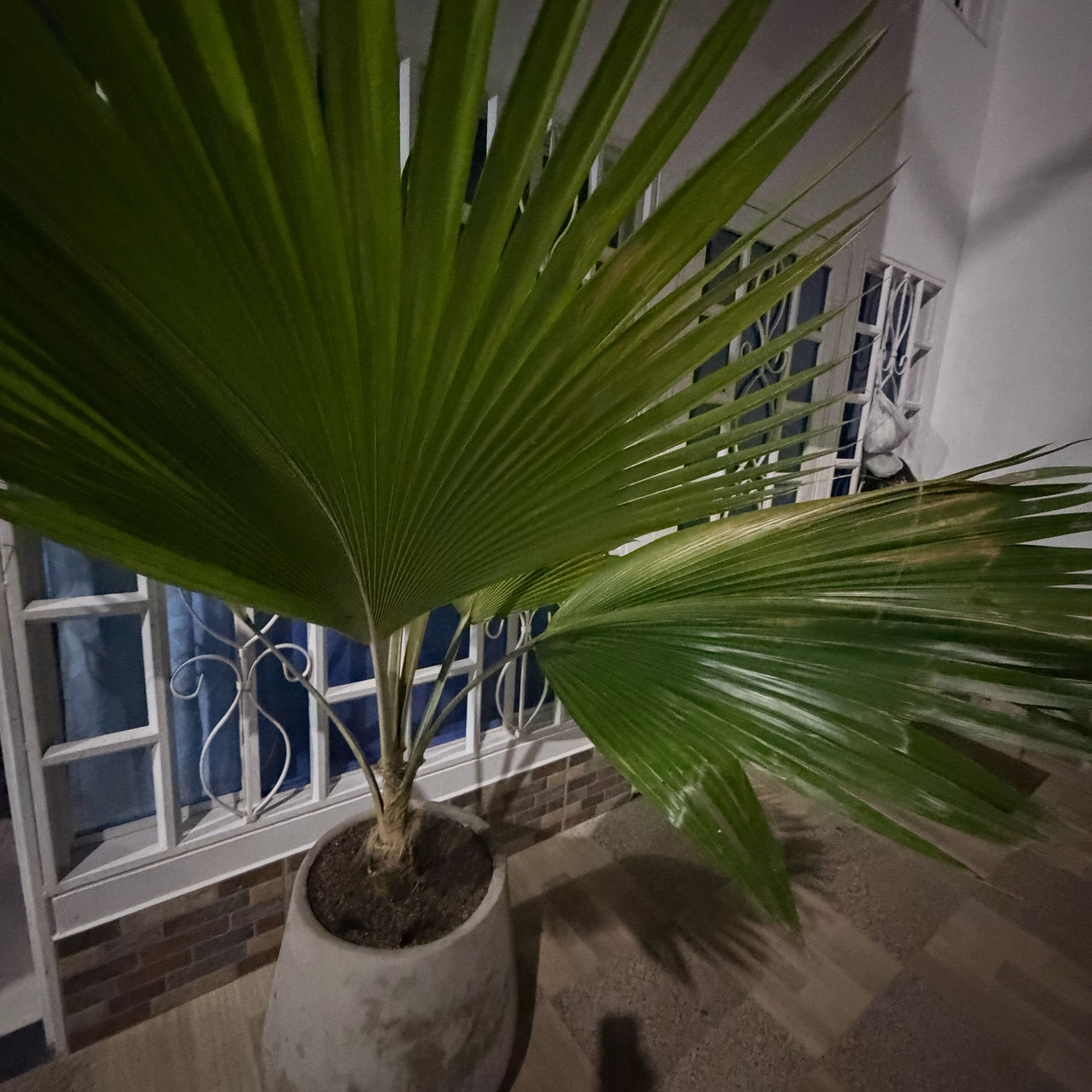 Photo of the plant species Chinese Fan Palm by @AwesomelyNapaea named PALMA MANO DE DIOS on Greg, the plant care app