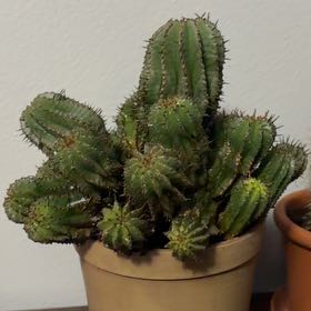 Photo of the plant species Milk Barrel Cactus by @RefinedPotato81 named Kyle on Greg, the plant care app