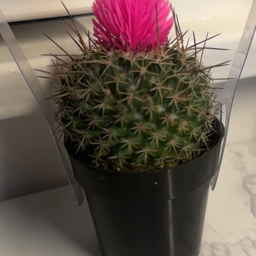 Photo of the plant species Mammillaria Melanocentra by @HandyGreen76 named Ёжик🌵💖🌺 on Greg, the plant care app