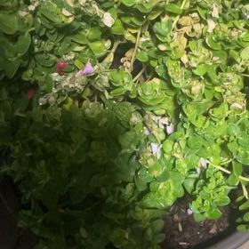 Photo of the plant species Red Chickweed by @NeatPlanty24 named Anne on Greg, the plant care app