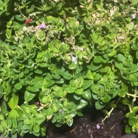 Photo of the plant species Myrtle-Leaf Milkwort by @NeatPlanty24 named Sigmund on Greg, the plant care app