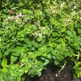 Photo of the plant species Myrtle-Leaf Milkwort by @NeatPlanty24 named Oscar on Greg, the plant care app