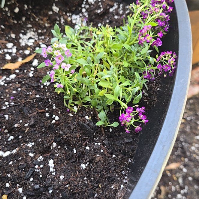 Photo of the plant species Sweet Alyssum by @ClubbyRosilla60 named Orwell on Greg, the plant care app
