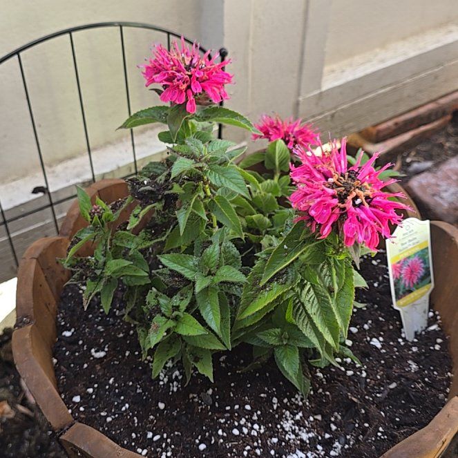 Photo of the plant species Monarda Didyma by @ClubbyRosilla60 named Emerson on Greg, the plant care app