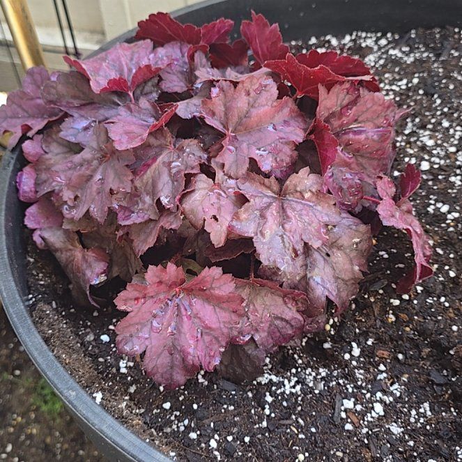Photo of the plant species Coral Bells by @ClubbyRosilla60 named Delilah on Greg, the plant care app