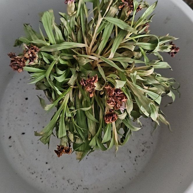 Photo of the plant species Border Carnation by @ProMandrake49 named Sage on Greg, the plant care app