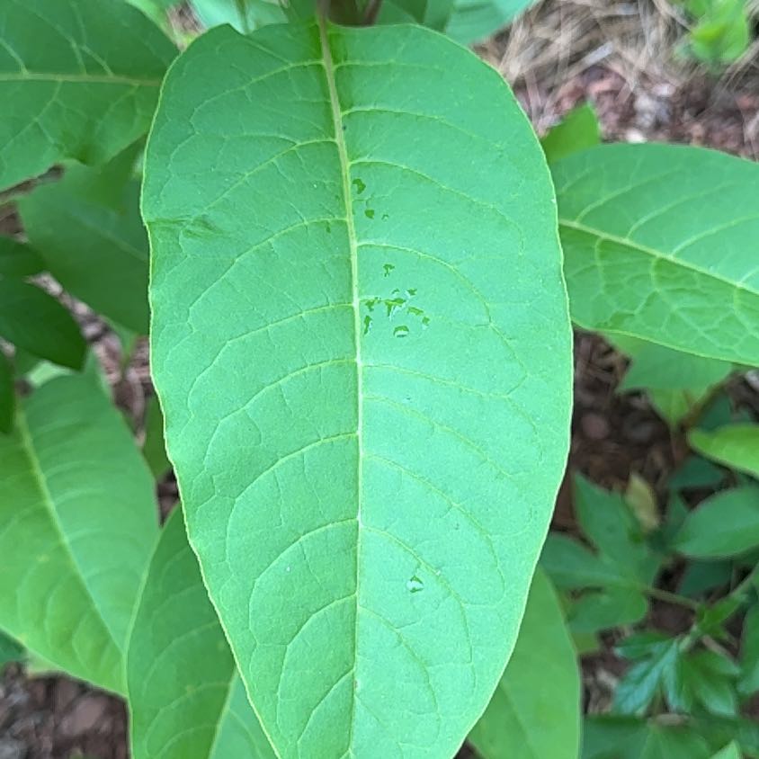 Photo of the plant species American Pokeweed by @SugarAgboy85 named Bodhi on Greg, the plant care app