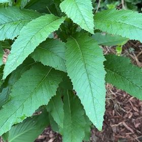 Photo of the plant species American Burnweed by @SugarAgboy85 named Bieber on Greg, the plant care app