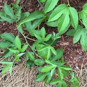 Photo of the plant species Maypop by @SugarAgboy85 named Fernie Saunders on Greg, the plant care app