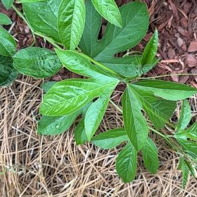 Photo of the plant species Maypop by @SugarAgboy85 named Captain Plant-it on Greg, the plant care app