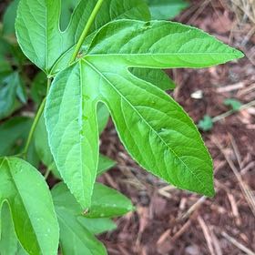 Photo of the plant species Maypop by @SugarAgboy85 named Denali on Greg, the plant care app