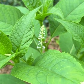 Photo of the plant species American Pokeweed by @SugarAgboy85 named Aristotle on Greg, the plant care app