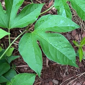 Photo of the plant species Maypop by @SugarAgboy85 named Osmo on Greg, the plant care app