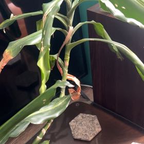 Photo of the plant species Dracena by @BossYuzu97 named Tree Diddy on Greg, the plant care app