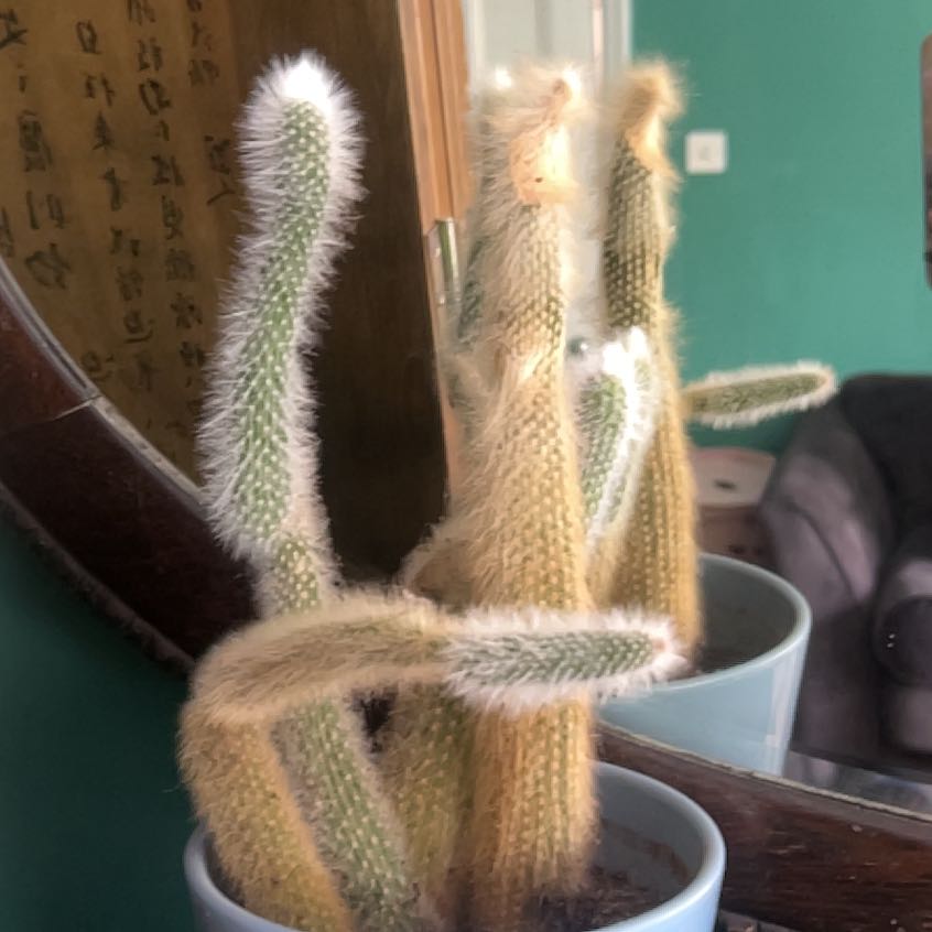 Photo of the plant species Arborescent Prickly Pear by @BossYuzu97 named Coco on Greg, the plant care app