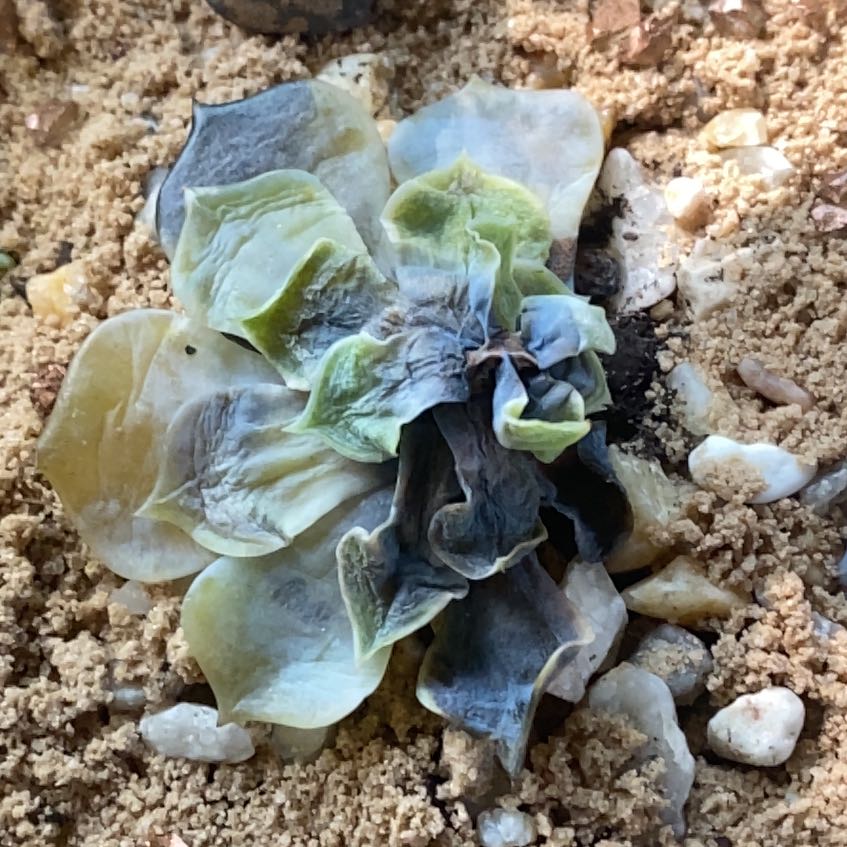 Photo of the plant species Chalk Dudleya by @TerrificDyebush named Pax on Greg, the plant care app