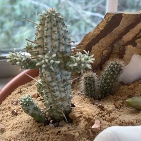 Photo of the plant species Bushman's Hat by @TerrificDyebush named Cleopatra on Greg, the plant care app