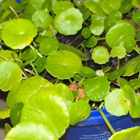 Photo of the plant species Whorled Pennywort by @CuteKowhai44 named 金钱草 on Greg, the plant care app