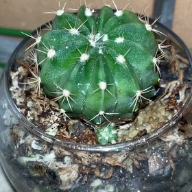 Photo of the plant species Miniature Barrel Cactus by @CuteKowhai44 named 仙人胖球 on Greg, the plant care app