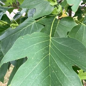 Photo of the plant species Tulip Poplar by @KeyOnion92 named Wall-E on Greg, the plant care app