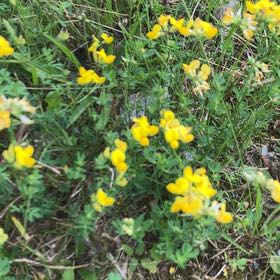 Photo of the plant species Bird's-Foot Trefoil by @KeyOnion92 named Harry on Greg, the plant care app