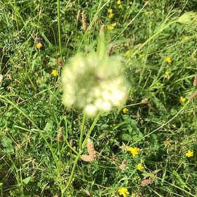 Photo of the plant species Crow Garlic by @KeyOnion92 named Bella on Greg, the plant care app