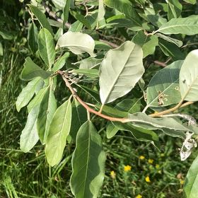 Photo of the plant species Autumn Olive by @KeyOnion92 named Gregarious on Greg, the plant care app