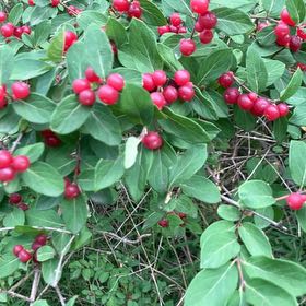 Photo of the plant species Morrow's Honeysuckle by @KeyOnion92 named Robert Plant on Greg, the plant care app