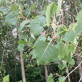 Photo of the plant species Common Cottonwood by @KeyOnion92 named Austen on Greg, the plant care app